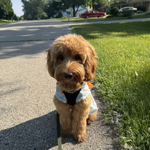 Fundraising Page: Daisy Mae Holmes